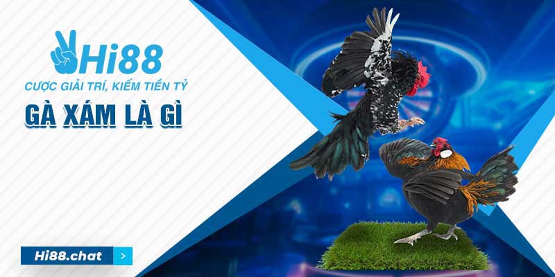 Gà Xám Là Gì? Thực Hư Câu Chuyện Chiến Kê Hùng Dũng 2 gà xám